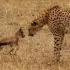 猎豹抓到一只刚出生的小羚羊，可爱的羚羊未能软化猎豹的心