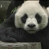 熊猫动员令 纪录片 全集 720P