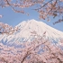 疫情之下的大石寺  - 绝美的富士山和樱花[4K]