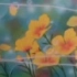 [小甜甜姐妹篇1983年动画]淘气小雪儿/乔琪姑娘/Lady Georgie[日语中字全45回]