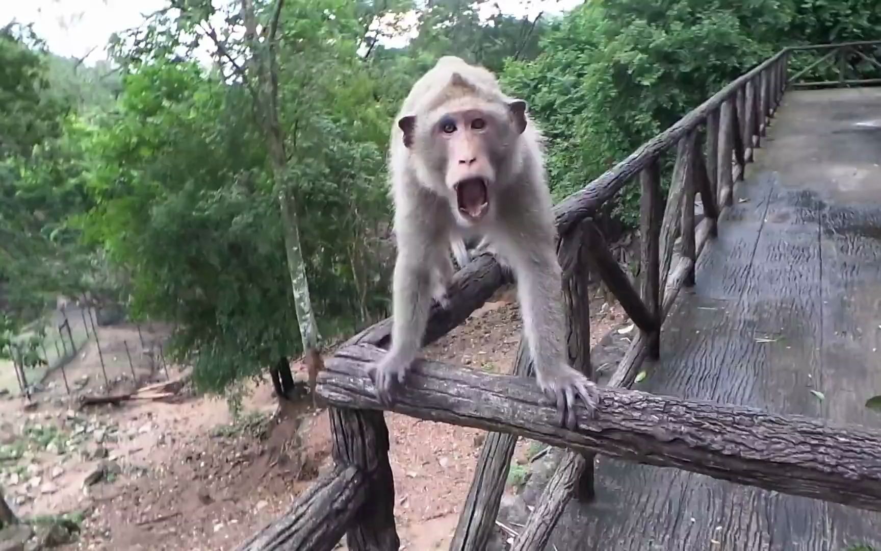 对付猴子威胁的正确方式