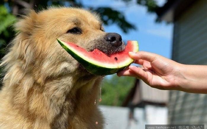 狗狗夏天该不该吃西瓜_动物圈_生活_bilibili_哔哩哔哩