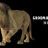 「中英字幕」CGCircuit - 在Houdini创造并修饰狮子毛发