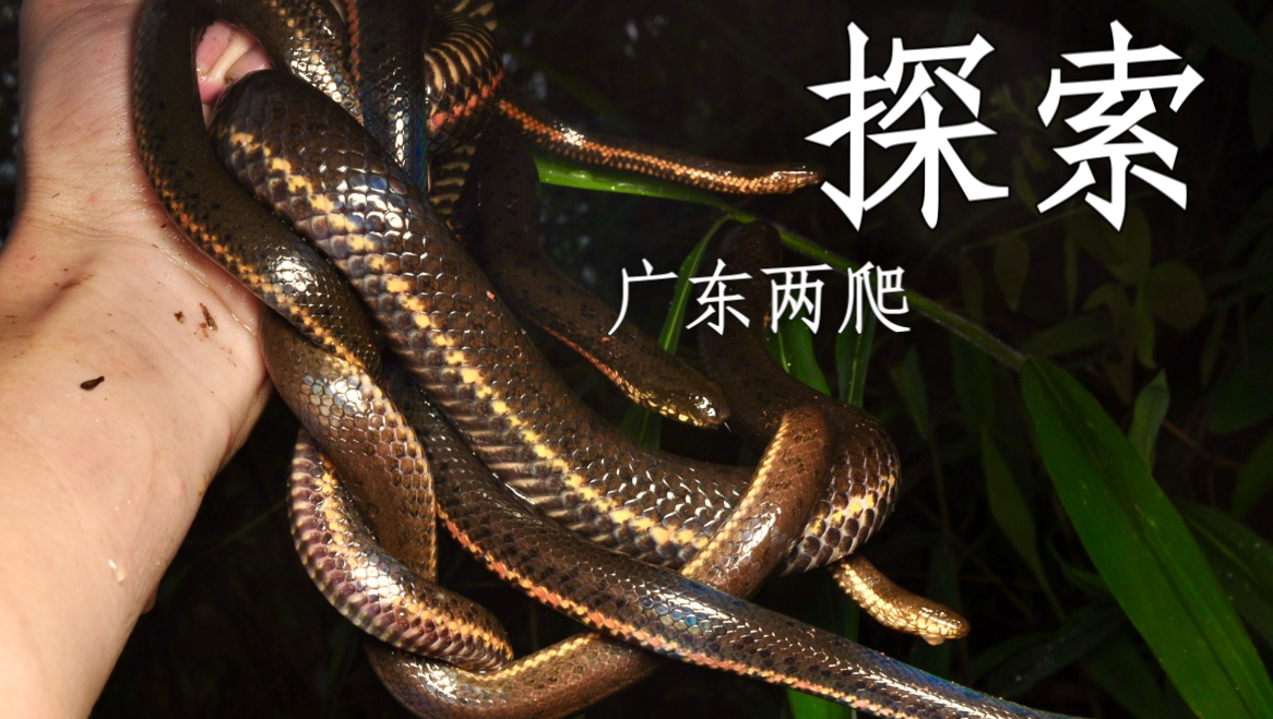 野外找蛇我就没服过谁 直到遇上韶关渝哥！下次还来