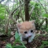 在草丛中发现的小喵萌到简直了！