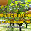 日本高标准梨园独特种植模式！从建设开始就标准，包括地下埋管技术、标准化株距、行距、土壤管理，这样种出来的梨子很受市场欢迎