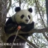 【看春天】大熊猫