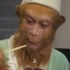 吃辣椒猴子
