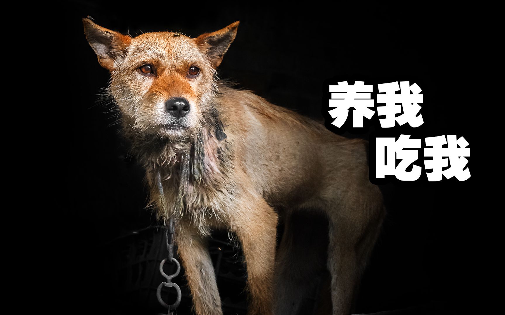 老人和狗-中国摄影在线-中国互联网品牌50强