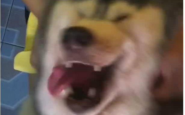 『哈士奇』搬个经典哈士奇gif出处,摇头晃脑肥丢丢