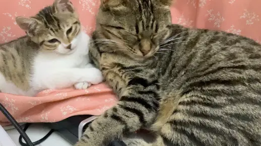 大猫和小猫