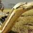 在亚马逊河发现巨型蟒蛇世界上最长的蛇