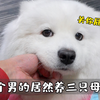 一个男的居然养三只母狗