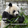 大熊猫“高高”的老年生活。奶爸说高高的身体状况其实挺不错的，高姥爷请继续保持，要健康长寿啊