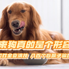 原来狗真的是个形容词，八百个心眼子骗吃骗喝