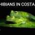 【野采系列】哥斯达黎加篇 两栖动物 雨林中的蛙类 蝾螈 玻璃蛙 红眼树蛙 | Amphibians in Costa R