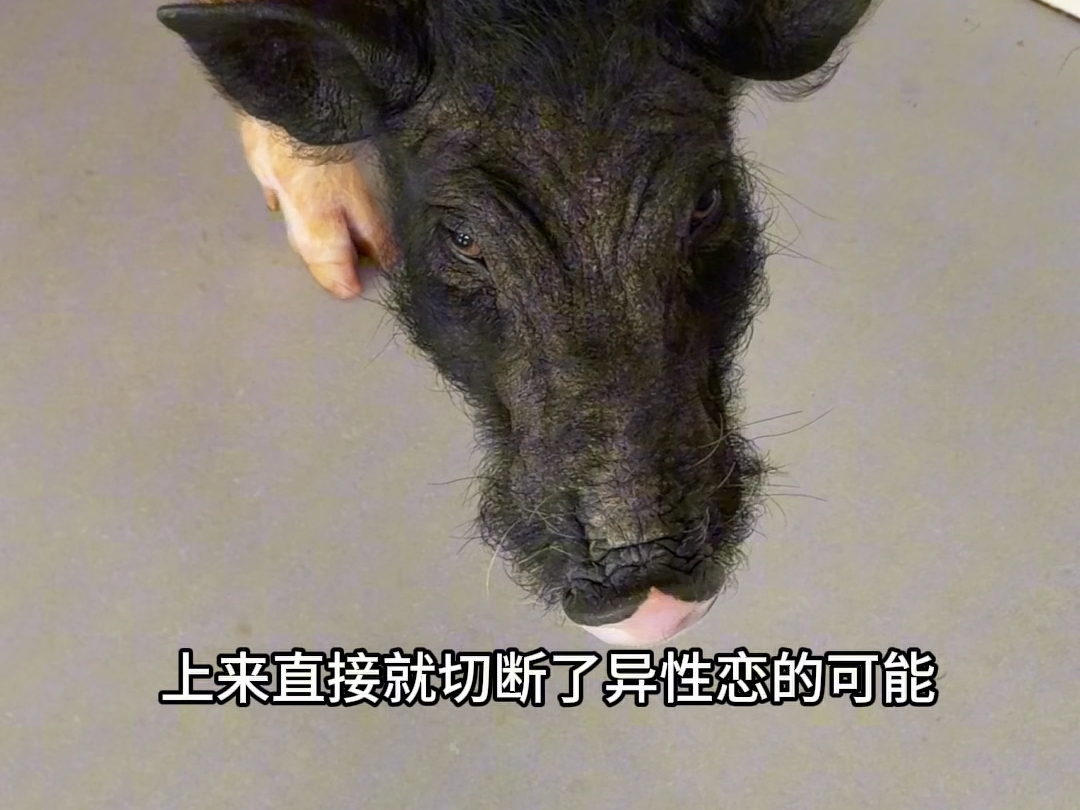 捡到一只猪后续