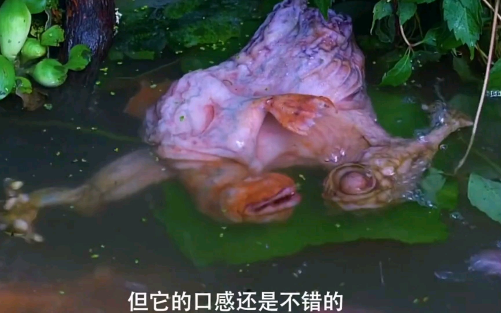 日本投放核废水后  这就是变异的鱼