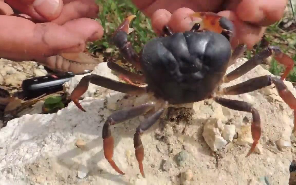 【youtube】黑地蟹 (gecarcinus ruricola) land crab