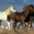 柏布马系列：北非地区的一种马，好看！