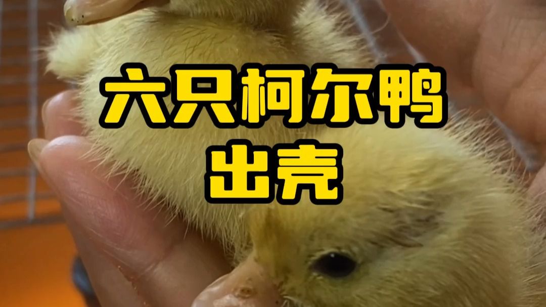 香姐和老杨