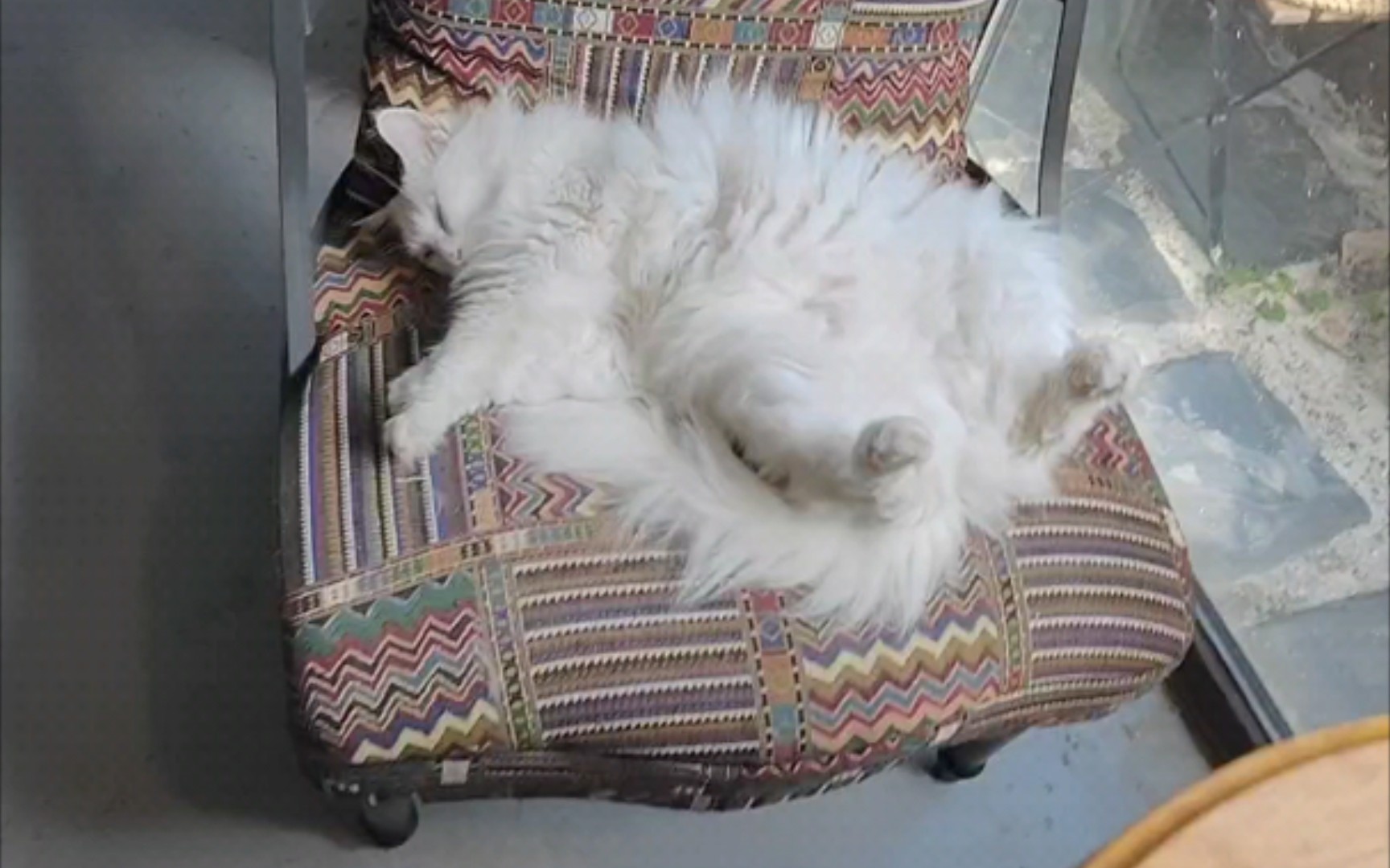 睡翻肚的小白猫不让摸