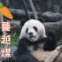 【蔓越煤】【大熊猫青青】蔓越煤吃窝头