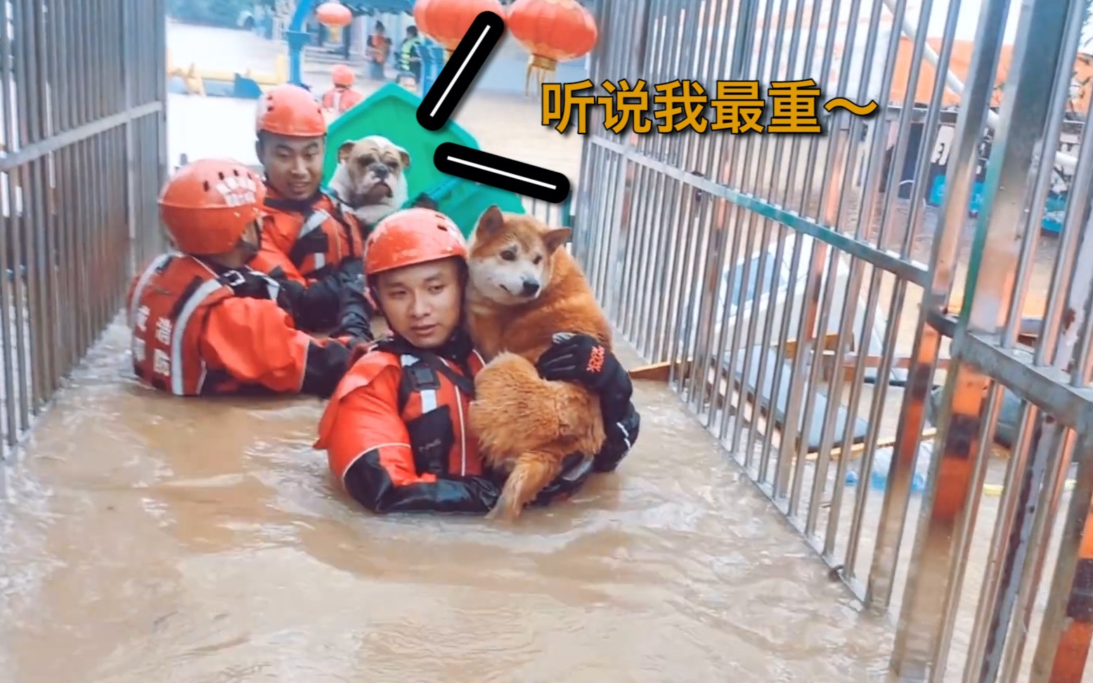 有爱！暴雨致成都一宠物医院被淹，消防员又背又抱解救狗狗