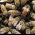 蜜蜂养殖技术(搬运)