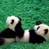【自摄】两只可爱的大熊猫