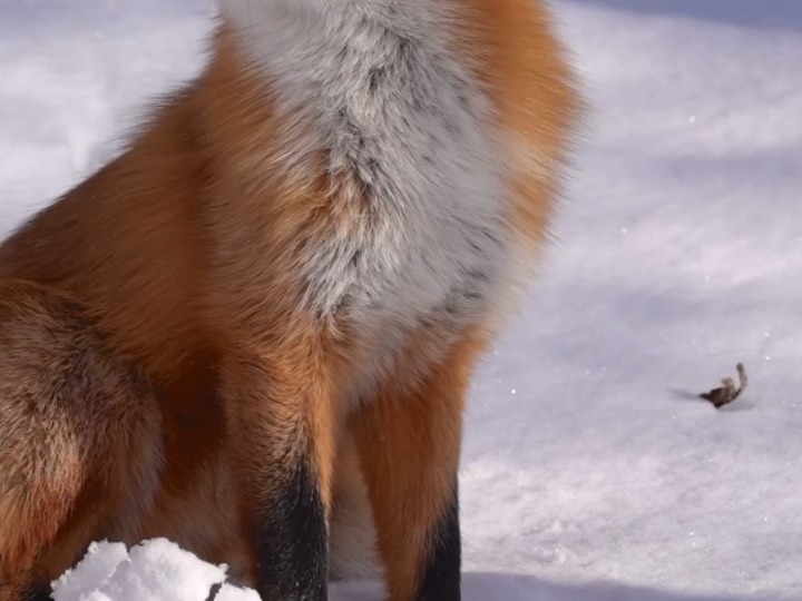 雪地狐狐放松 ©kitakitsune_love