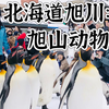 北海道旭川：旭山动物园企鹅散步