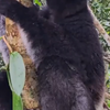 指猴是马达加斯加现存体型最大的狐猴。这些独特的灵长类动物也被称为巴巴科托（babakoto），体重可达9.5公斤，而且非常善于发声