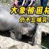 大象母子被困枯井，象妈妈为救小象，不惜舍弃自己的生命