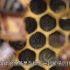 蜜蜂-蚂蚁求知科普视频