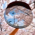 Ryu的日本留学 | 春天的风是什么颜色 | 骑车赏樱记录