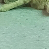 4虎抢食...猫妈妈的无奈