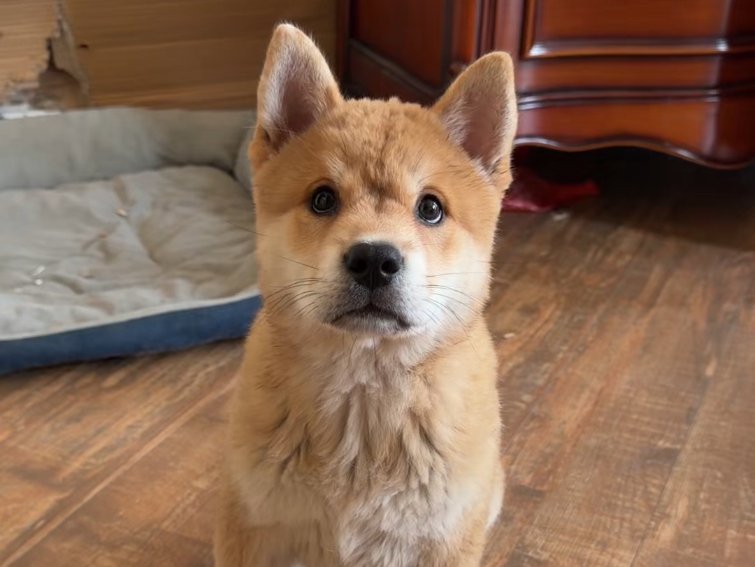田园犬的超绝眼力劲，能让它根据形势做出不同的判断，因此我们才会觉得田园犬养起来特别的省心。