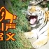 老虎的几种叫声所表达的含义，看懂可以和老虎交流！
