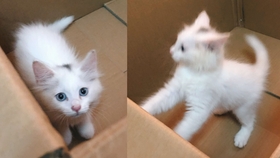 小猫咪叫喵喵的视频 1f7e48e3fe3f3d7ef084af70315df6eb39c048f1.jpg@280w_158h_1c_100q.jpg