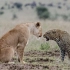惨烈的死斗！非洲狮和花豹同归于尽！