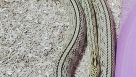 1fa7d64e9df74ab656895caab8663bc41f104569.png@280w_158h_1c_100q.jpg