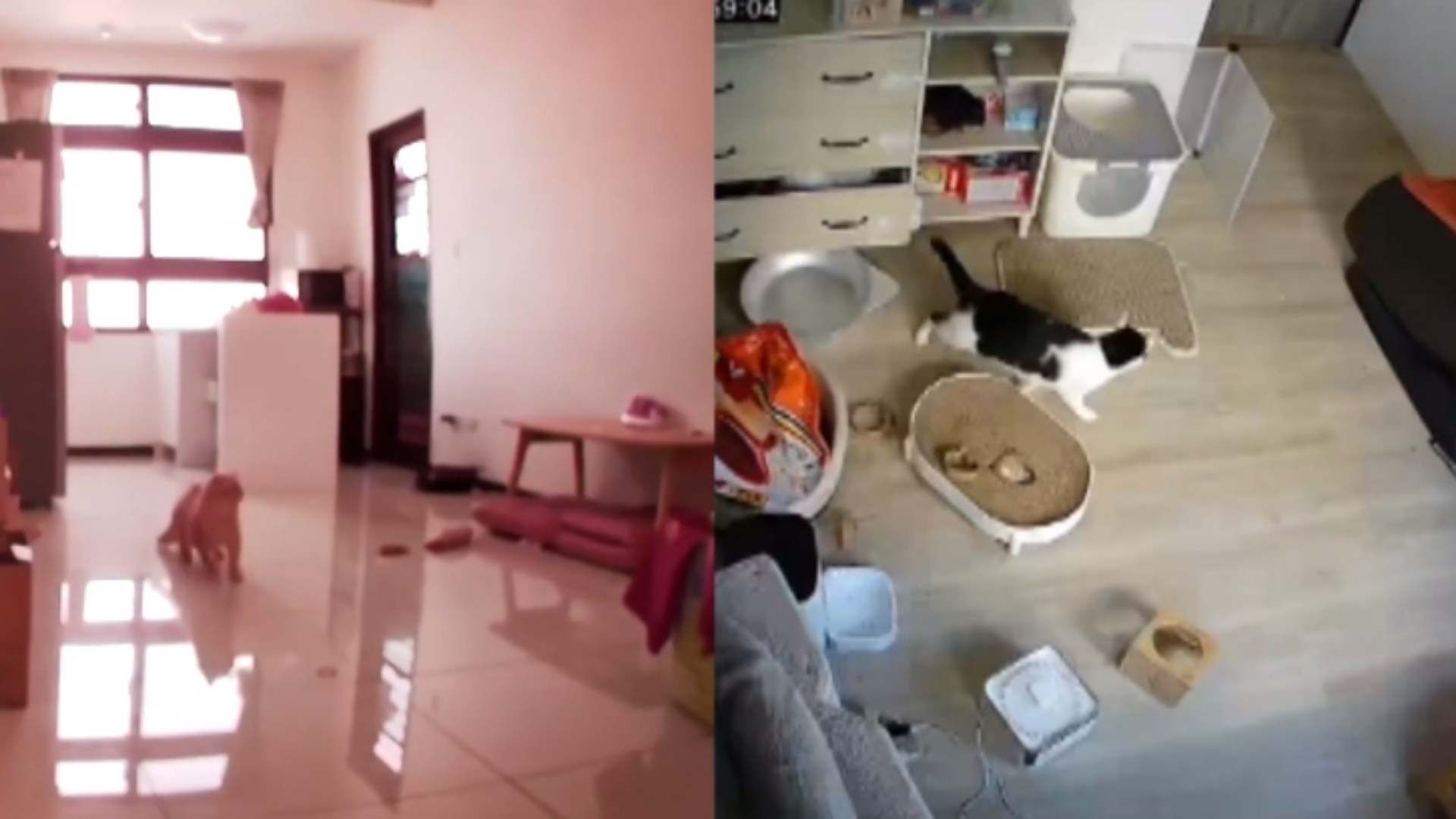 实拍台湾地震时宠物真实反应：猫咪家中来回逃窜，发出哀嚎声