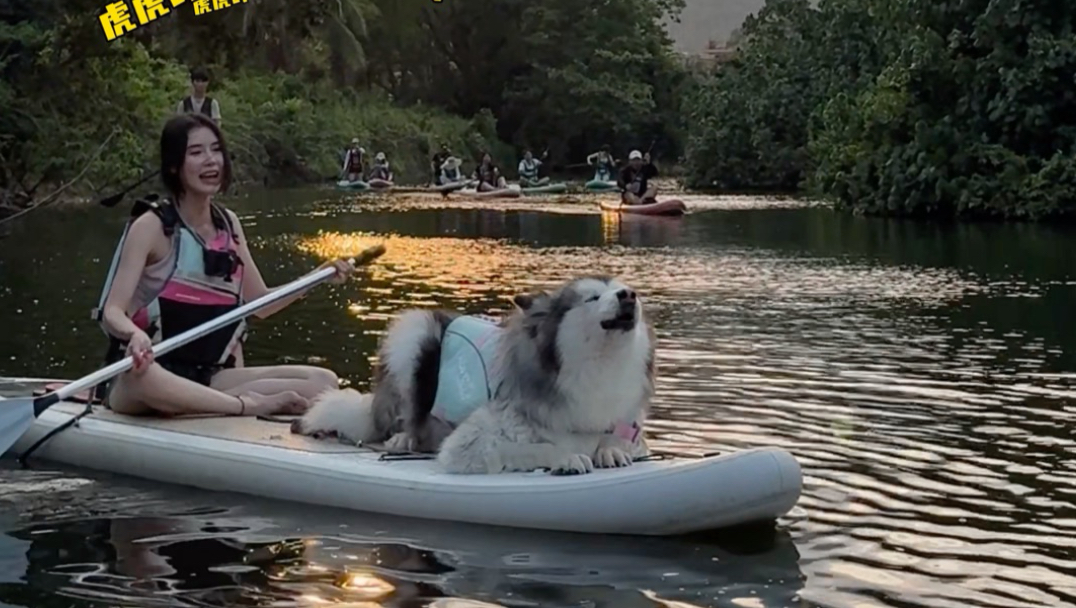 浆板上的胖虎
