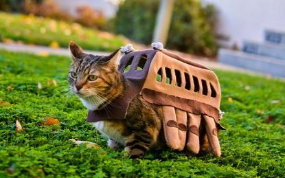 【mhw】怪物猎人的乐趣其实就在猫车