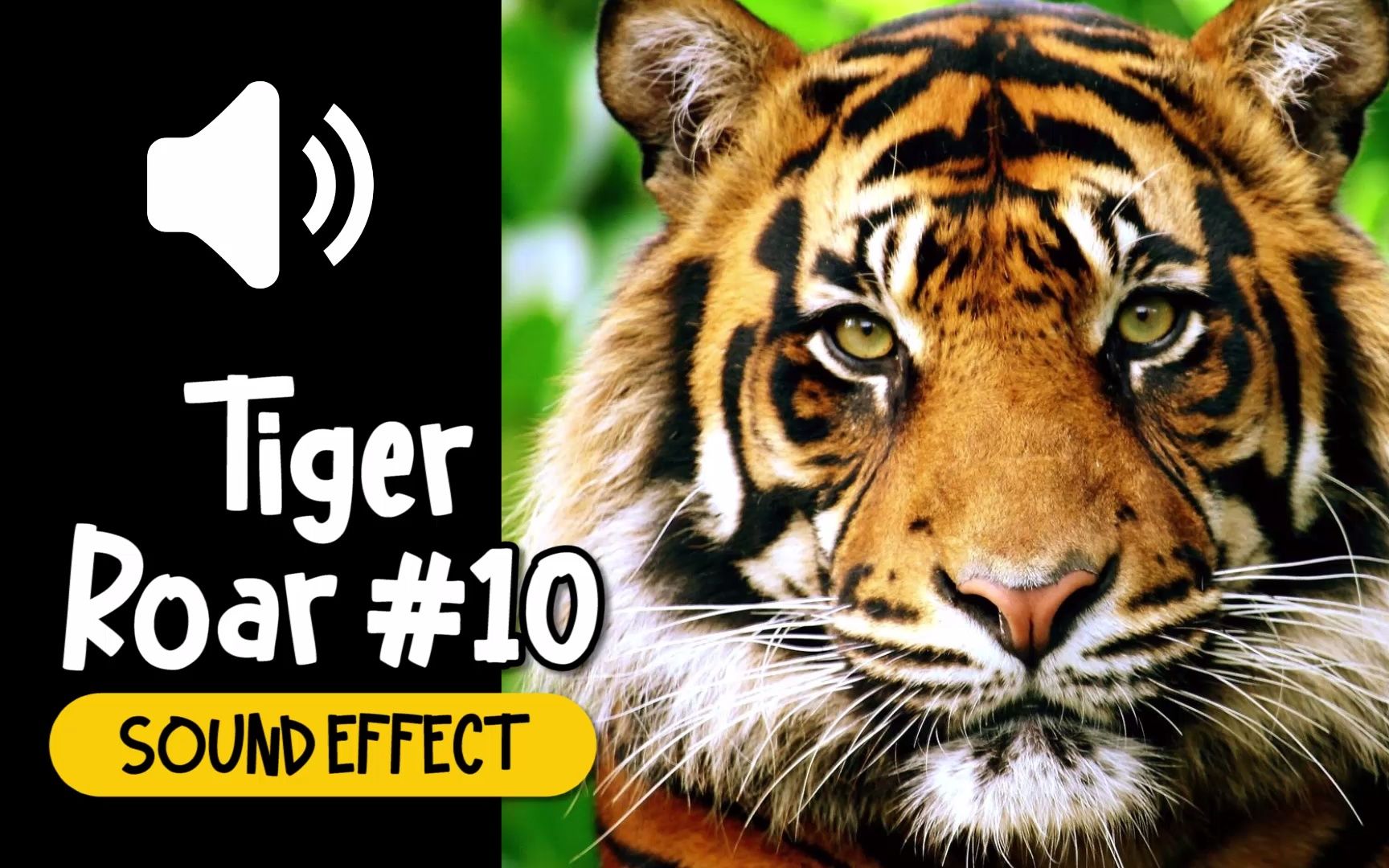 老虎 #10 吼叫 叫声 动物 音效 (HQ)