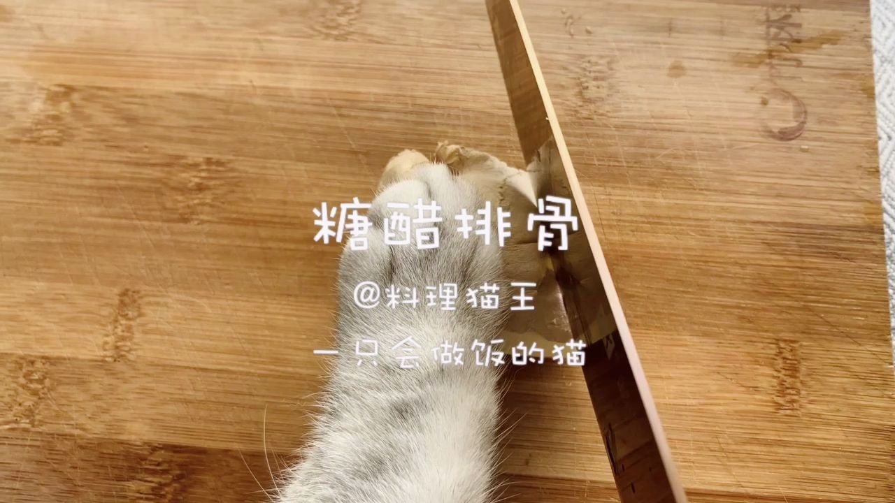 料理猫王猫咪成精了给主人做了道糖醋排骨味道一级棒