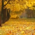 最美《秋日私语》，祝您初秋快乐！