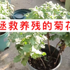 拯救养残的菊花，垃圾苗变好苗的三个方法