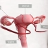 直观感受女性子宫内膜的周期性变化（月经的形成）